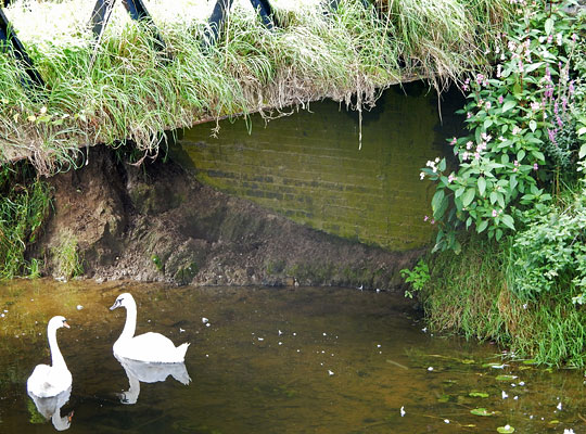 A pair of swans inspect the abutments which are built in engineering brick.