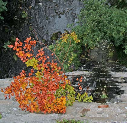 As is true with so many viaducts, a little bit of vegetation pruning wouldn't go a miss.