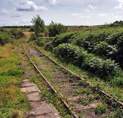 Heading south from Llanerchymedd, the track fights it way through the vegetation.