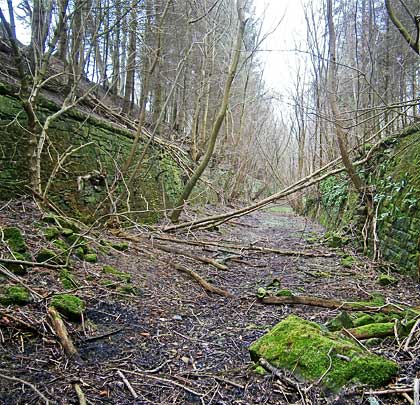 The tranquility of the forgotten, overgrown trackbed.
