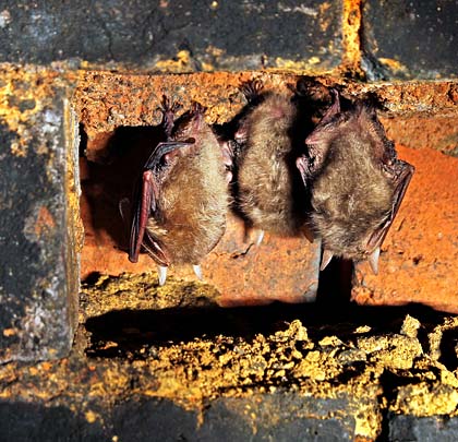Thurnby finds function today as a bat hibernaculum - these are Brown Long-eared bats (Plecotus auritus).